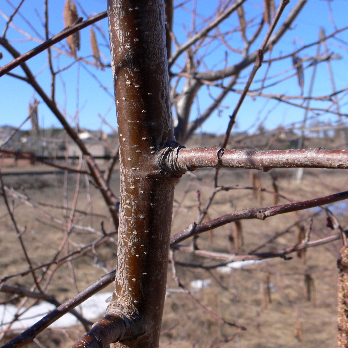 Изображение особи Alnus incana.