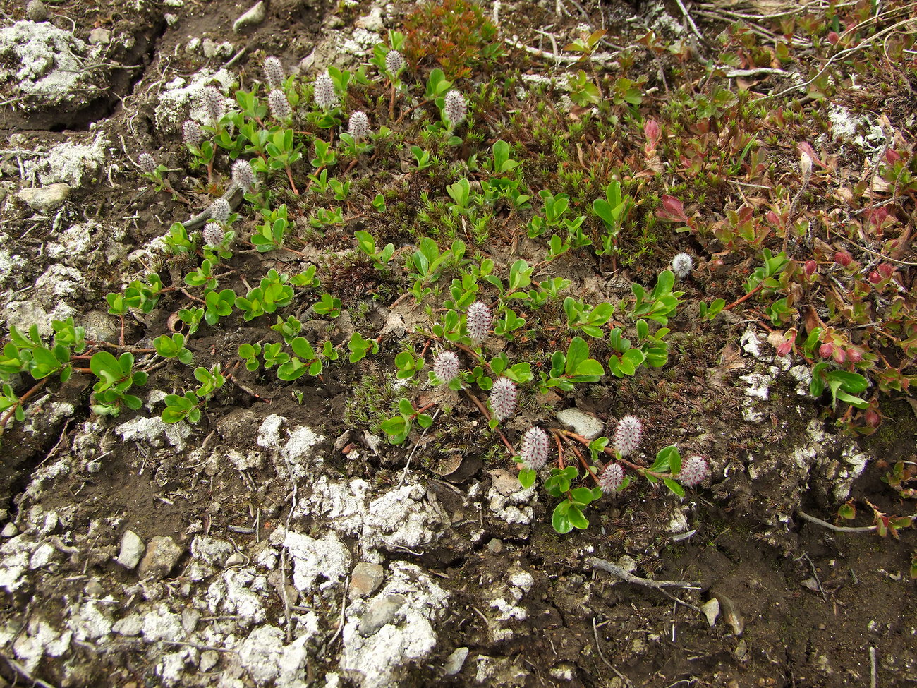 Изображение особи Salix chamissonis.