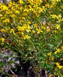 genus Senecio. Верхушки побегов с соцветиями. Сербия, национальный парк Тара, плоскогорье Равна Тара, западный берег оз. Заовине, каменистый склон. 11.07.2019.