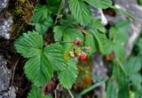 Fragaria vesca