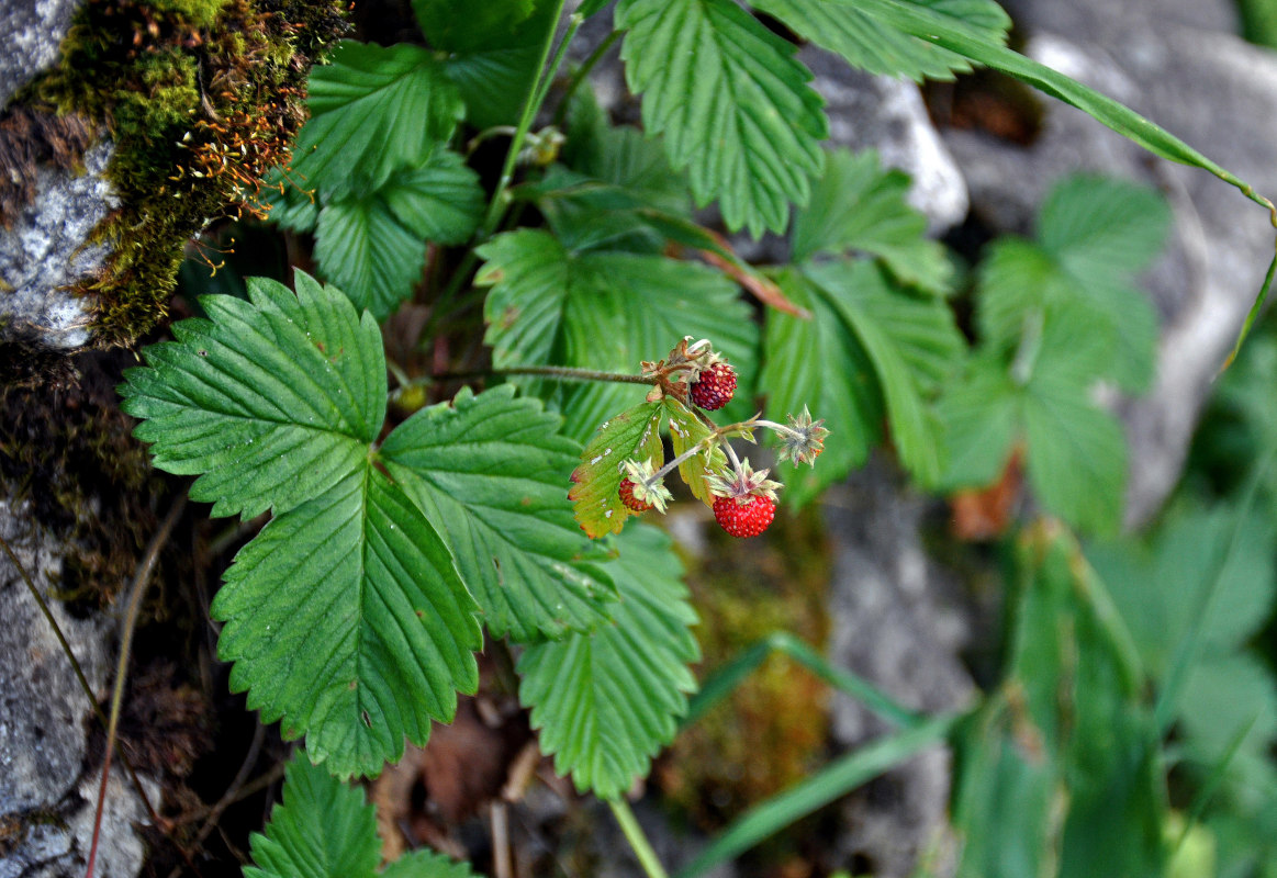 Image of Fragaria vesca specimen.