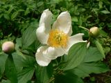 Paeonia lactiflora