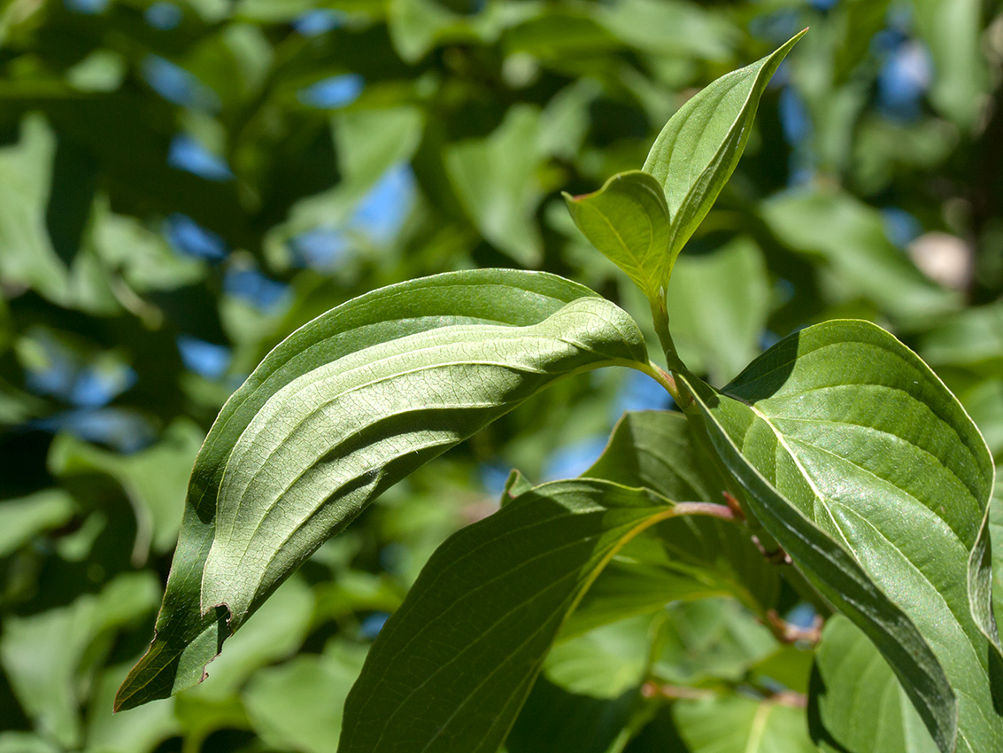 Image of Cornus mas specimen.