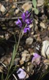 Polygala nicaeensis subspecies gerundensis. Верхушка цветущего растения. Испания, автономное сообщество Каталония, провинция Жирона, комарка Баш Эмпорда, муниципалитет Тороэлья-де-Монгри, долина Санта-Катерина, травянистая растительность гариги. 24.04.2019.