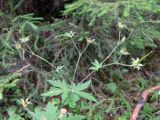 Geranium sylvaticum