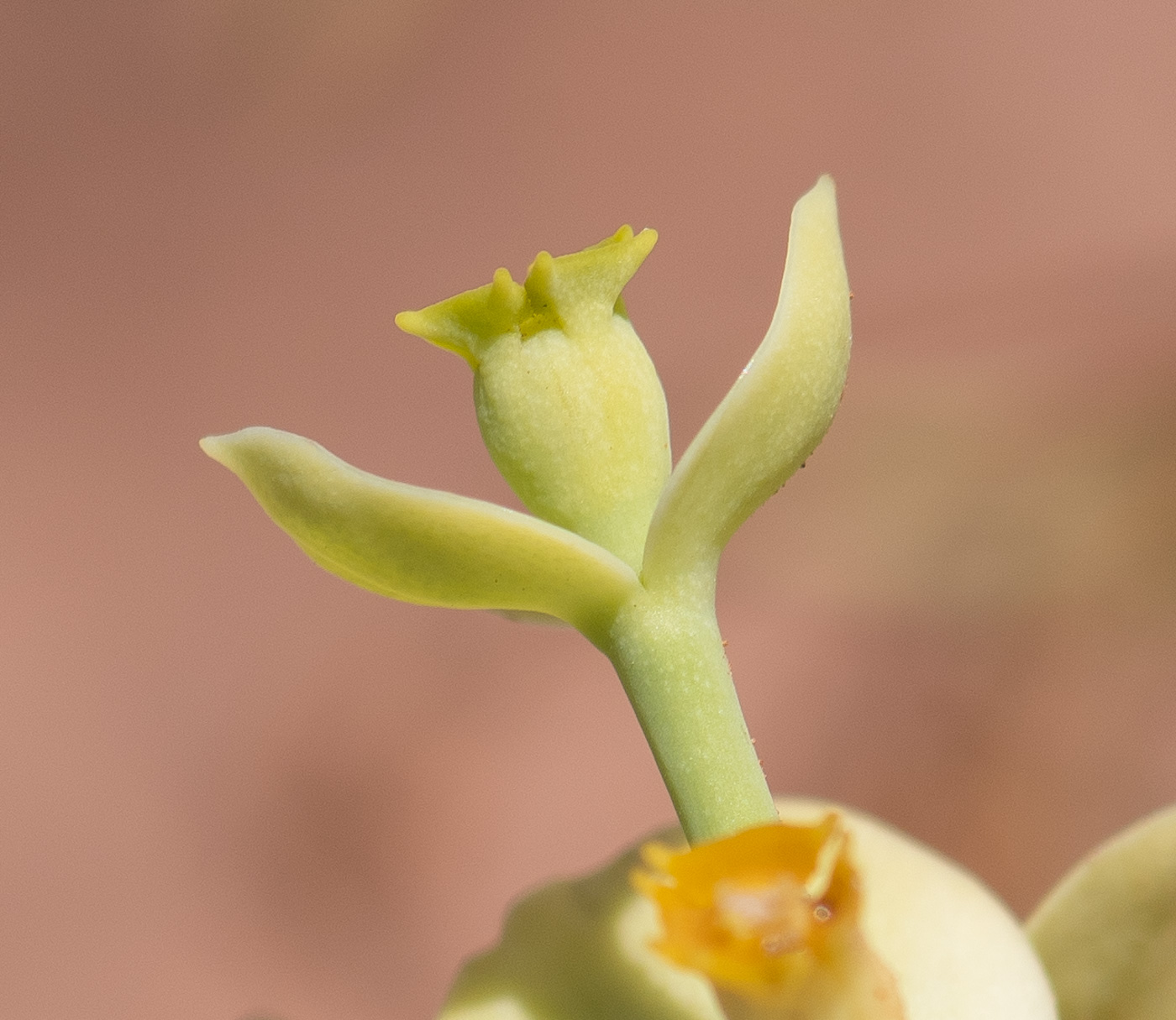 Image of Euphorbia regis-jubae specimen.
