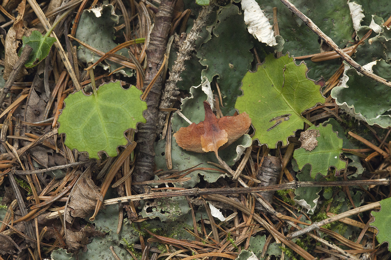 Изображение особи Peltigera leucophlebia.