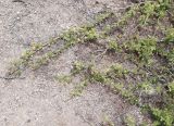 Vachellia разновидность huarango