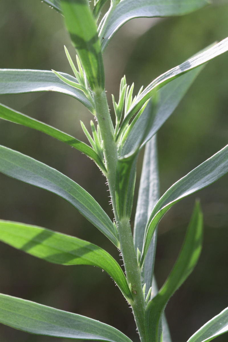 Image of Linaria biebersteinii specimen.