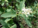 Lonicera tatarica. Верхушка веточки с цветками. Кыргызстан, Чуйская обл., окр. г. Бишкек восточнее с. Орто-Сай, предгорье, лог между холмами. 25.05.2019.