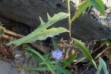 Lactuca sibirica. Нижняя часть побега. Свердловская обл., окр. г. Североуральск, пустырь в черте города. 26.07.2010.