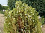 Platycladus orientalis. Крона растения с шишками. Кыргызстан, Иссык-Кульская обл., восточная окр. с. Бостери, территория Киргизского Взморья. 21.07.2015.