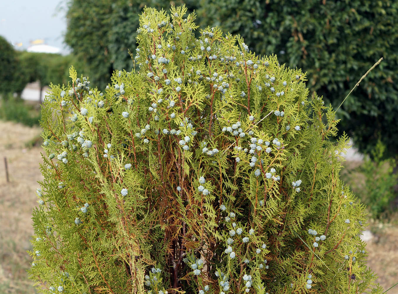 Изображение особи Platycladus orientalis.