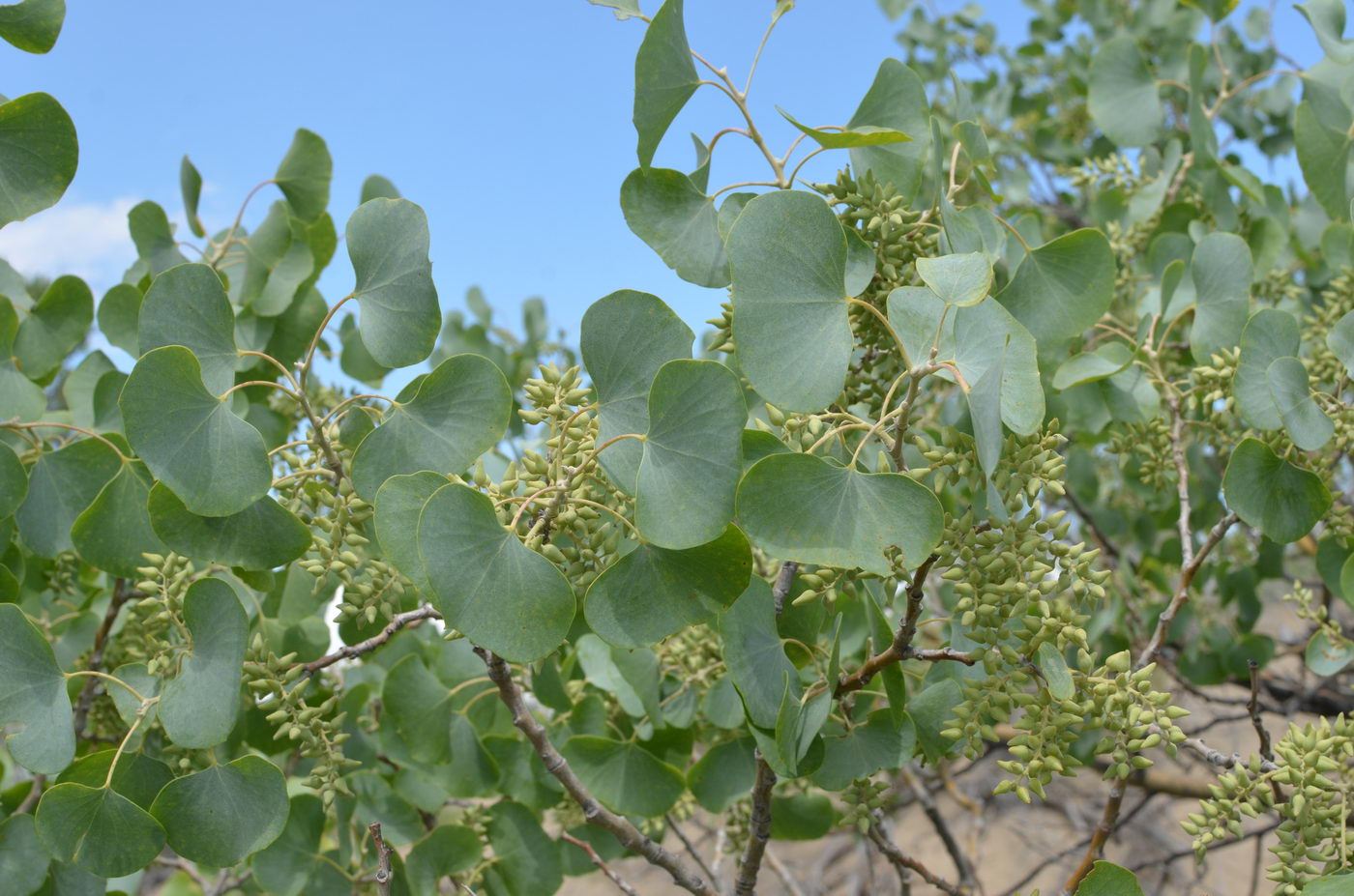 Image of Populus diversifolia specimen.