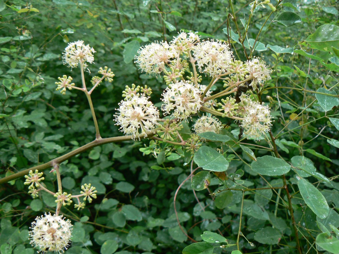 Изображение особи Aralia continentalis.