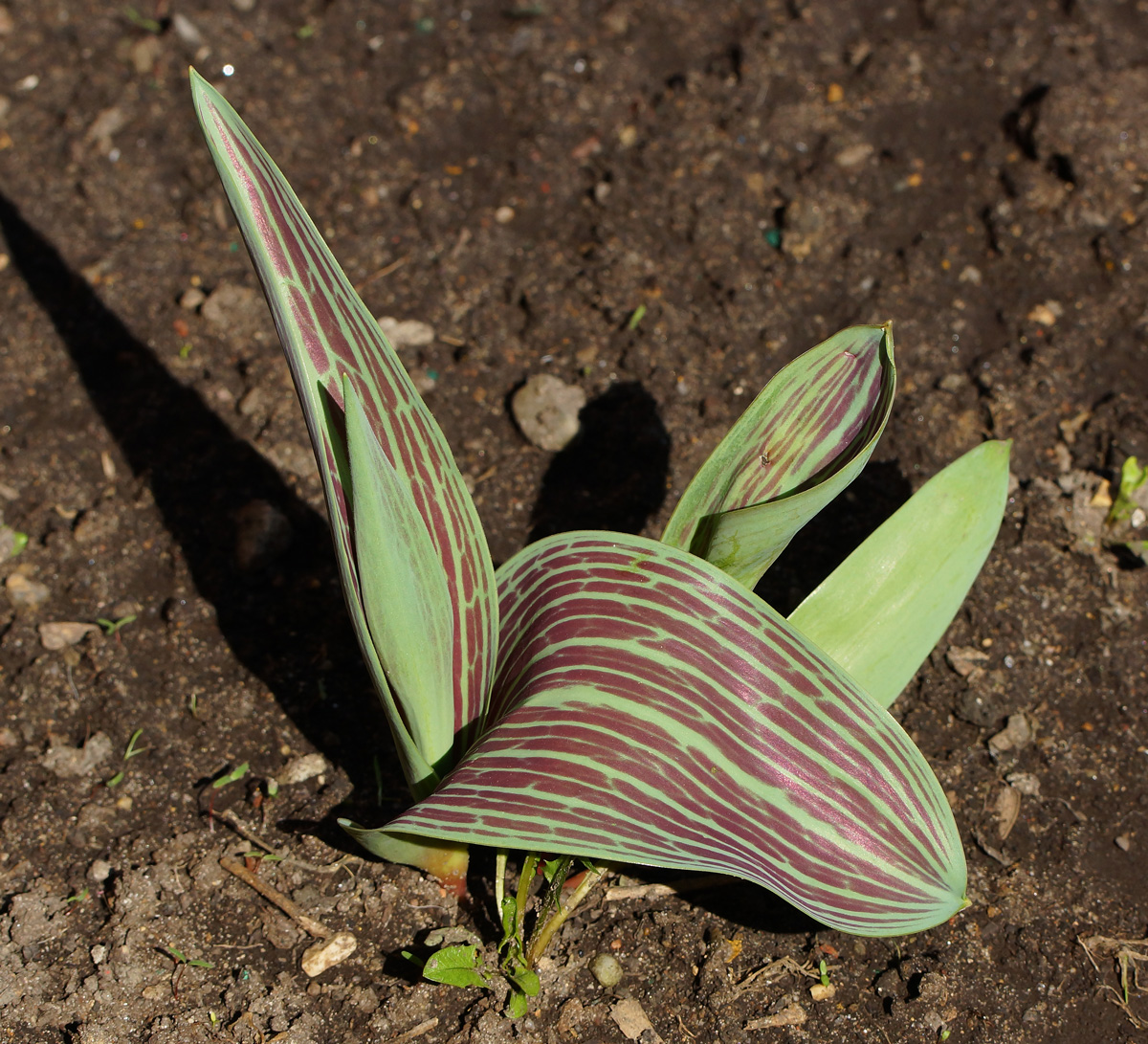 Image of Tulipa greigii specimen.