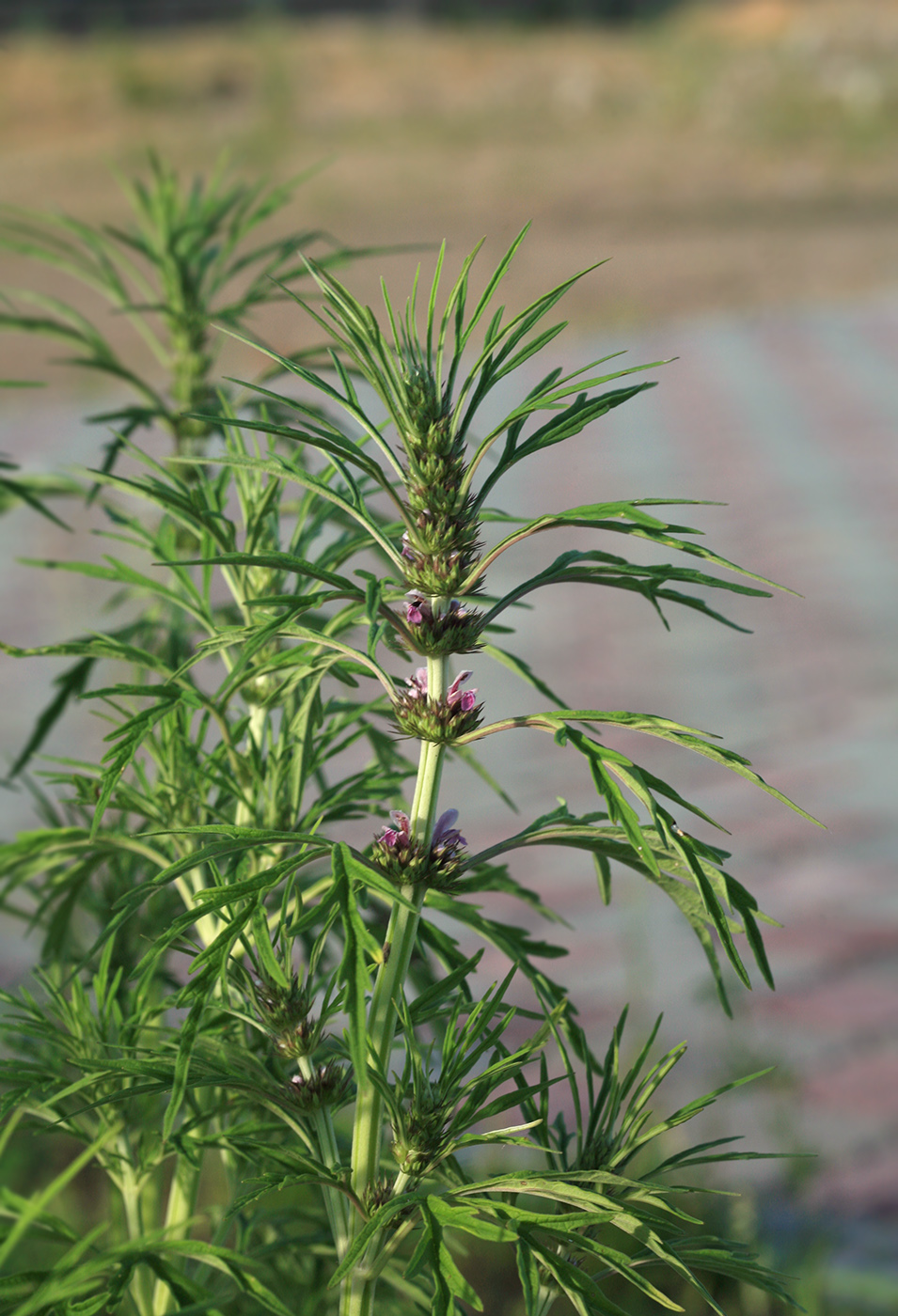 Изображение особи Leonurus japonicus.