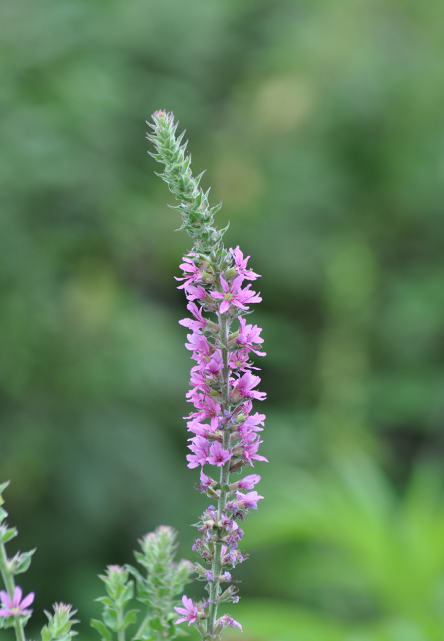 Image of Lythrum salicaria specimen.