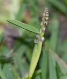 familia Poaceae. Верхушка побега с соплодием, поражённым головнёй. Перу, г. Лима, ботанический сад Национального Аграрного университета. 07.10.2019.