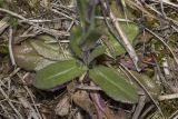 Arabis sagittata