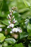 Hardenbergia comptoniana