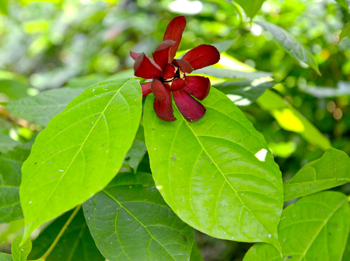 Изображение особи Calycanthus occidentalis.