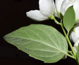 Image of taxon representative. Author is Тулкин Тиллаев