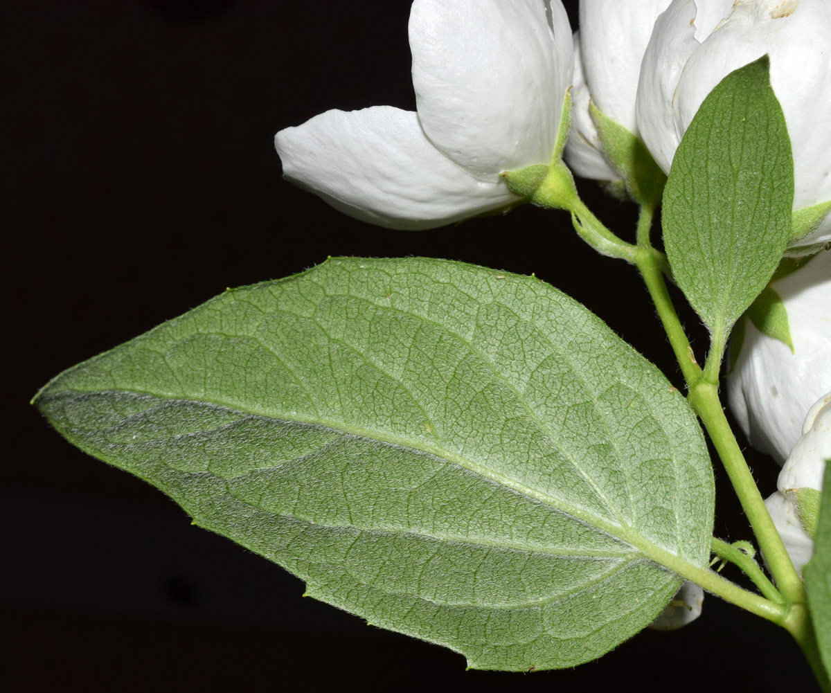 Image of Philadelphus inodorus specimen.