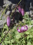 Lilium martagon