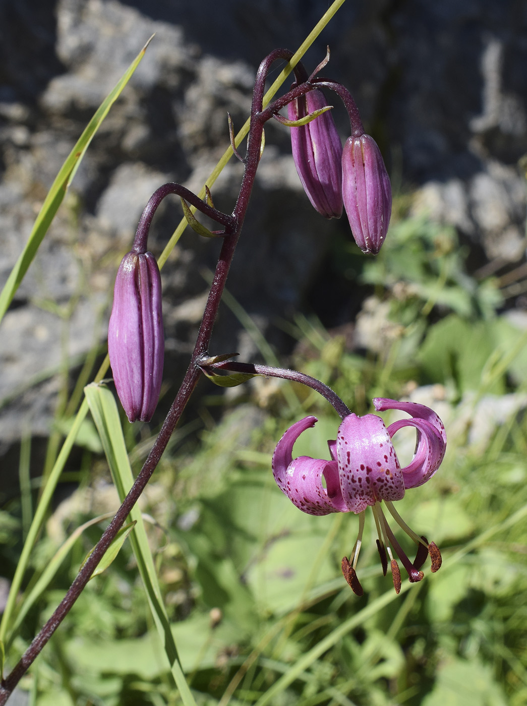 Image of Lilium martagon specimen.