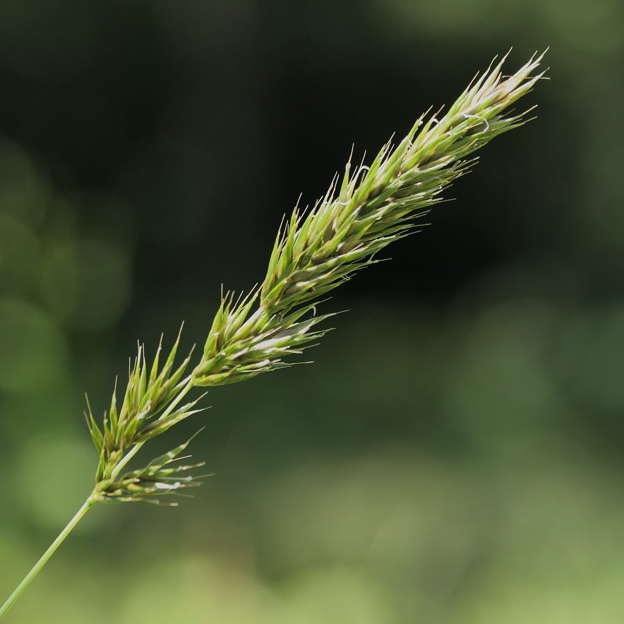 Image of Anthoxanthum odoratum specimen.