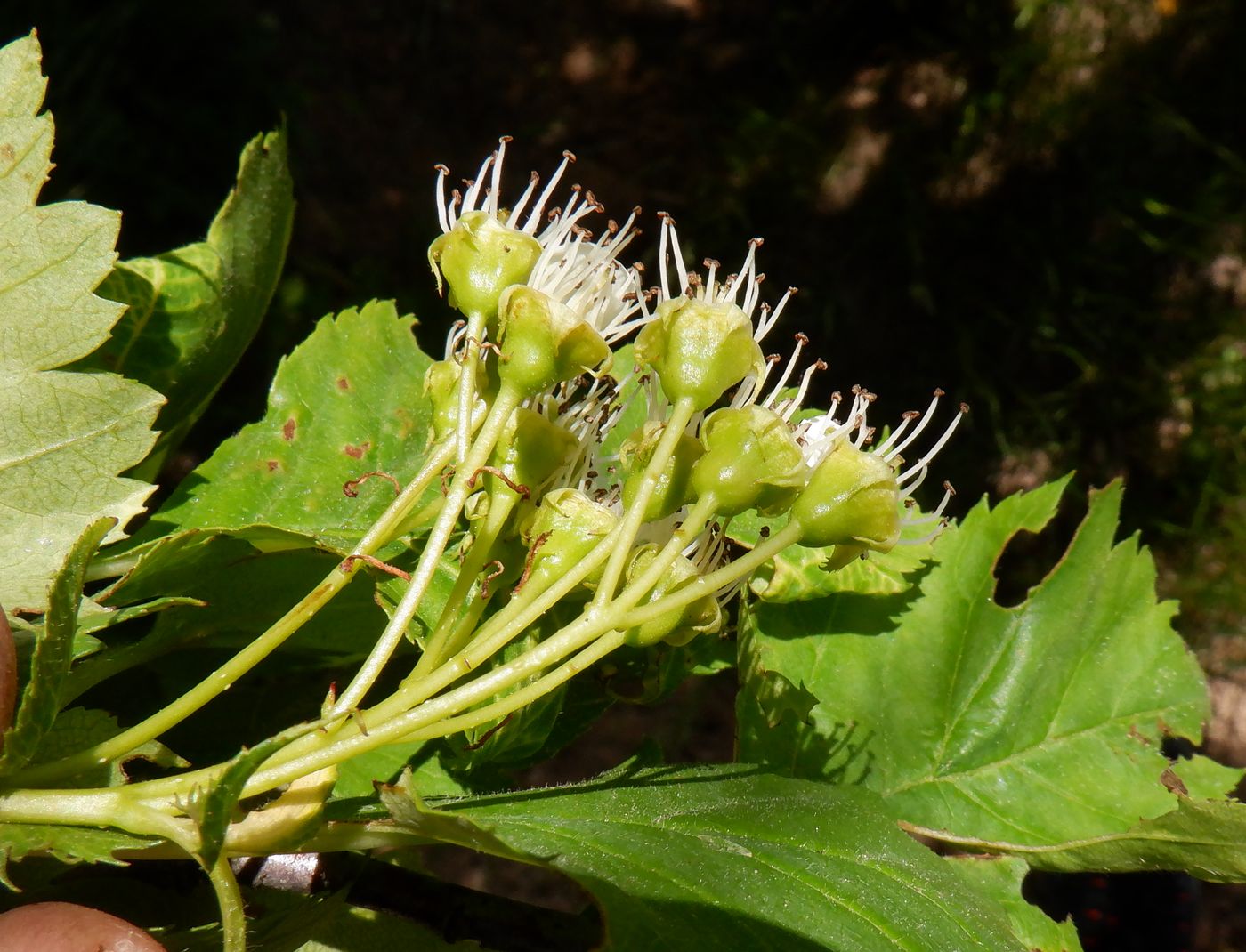 Image of Crataegus chlorocarpa specimen.