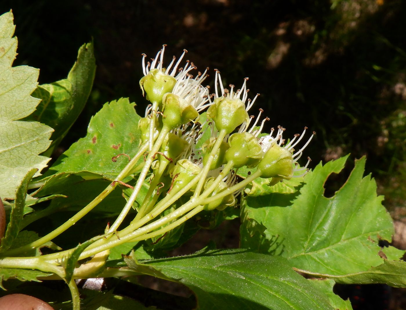 Изображение особи Crataegus chlorocarpa.