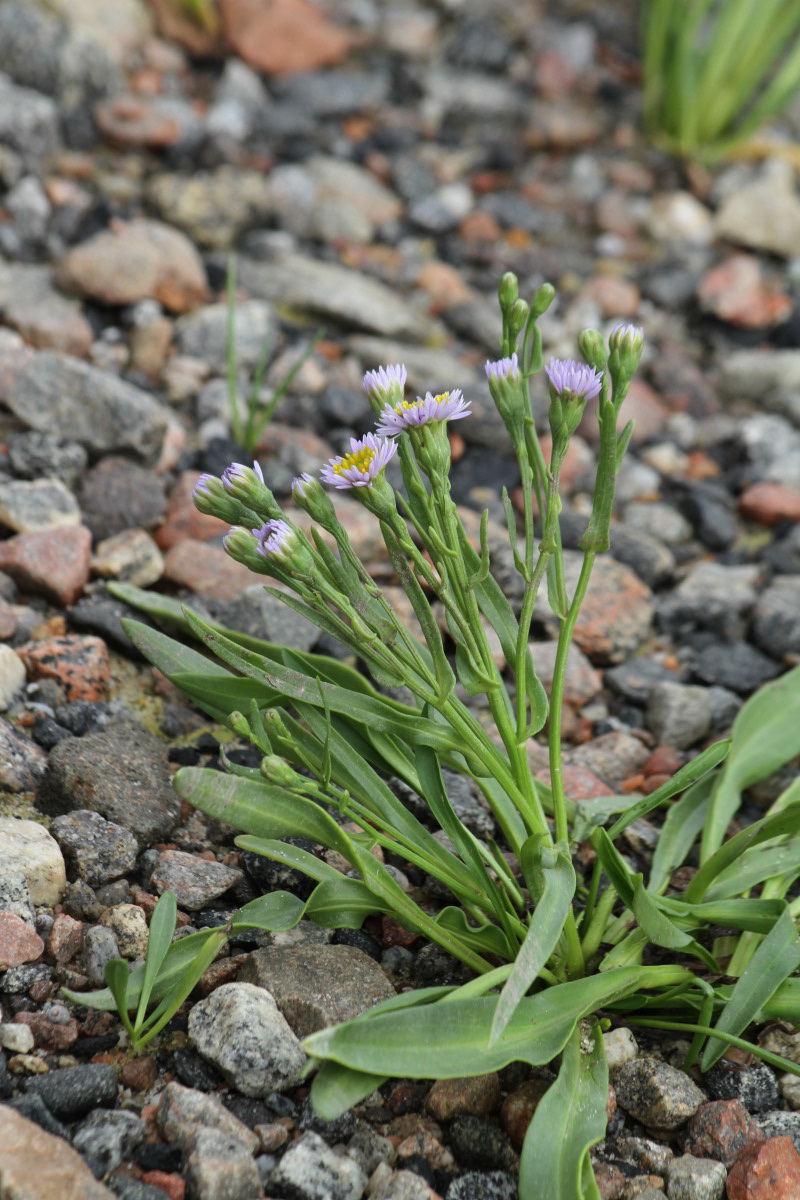 Изображение особи Tripolium pannonicum ssp. tripolium.