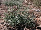 Heliotropium hirsutissimum
