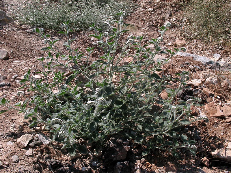 Image of Heliotropium hirsutissimum specimen.