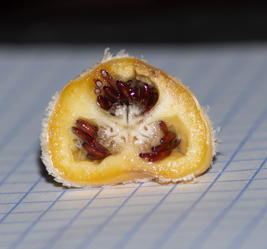 Image of familia Bromeliaceae specimen.