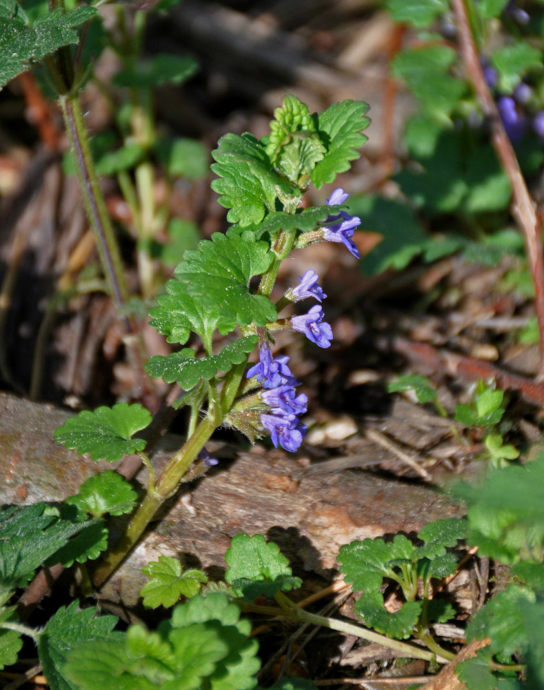 Изображение особи Glechoma hederacea.