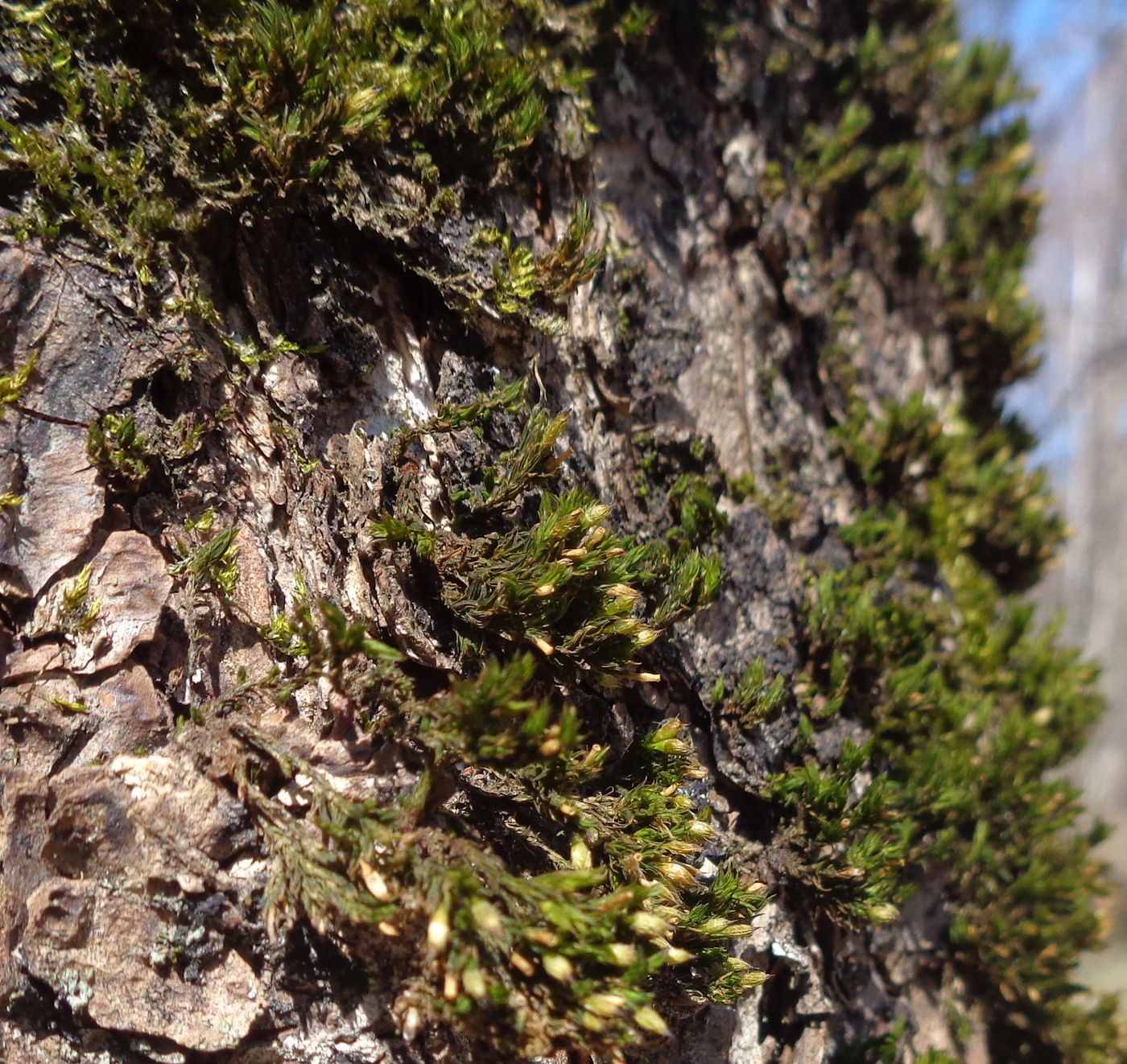 Image of Lewinskya speciosa specimen.