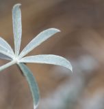 Lupinus mutabilis