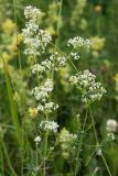 Galium album