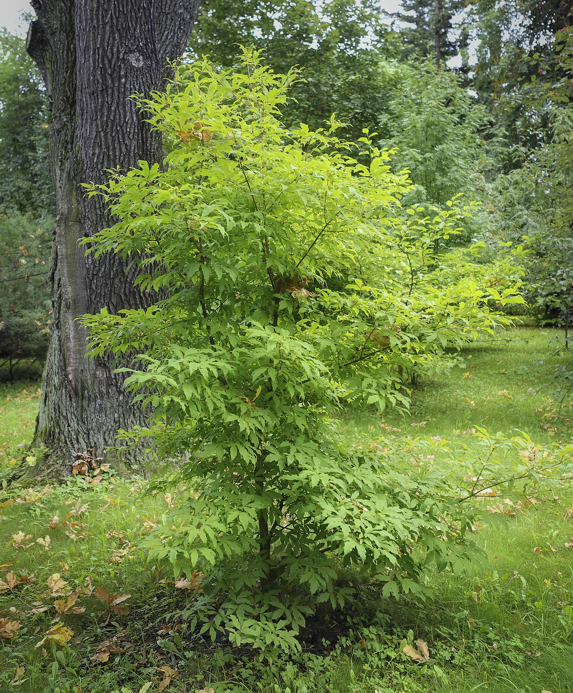 Image of Acer triflorum specimen.