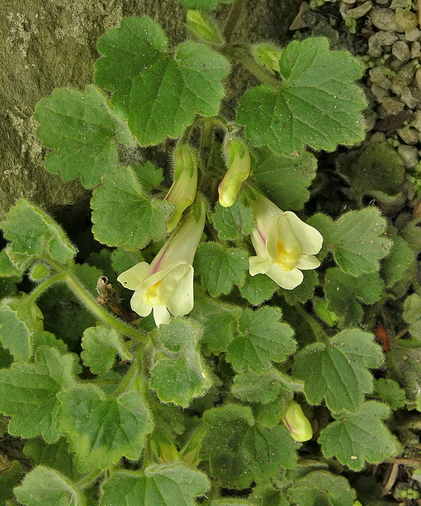 Изображение особи Asarina procumbens.