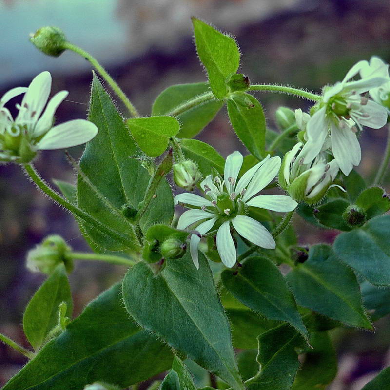 Изображение особи Myosoton aquaticum.