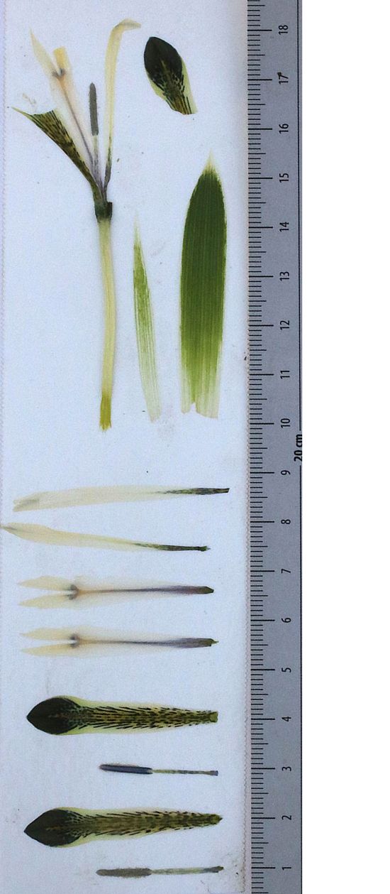 Изображение особи Iridodictyum zagricum.