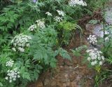 Chaerophyllum aureum. Верхушка цветущего и плодоносящего растения. Кабардино-Балкария, Эльбрусский р-н, окр. с. Нейтрино, ок. 1800 м н.у.м., берег р. Кубасантысу. 09.07.2020.