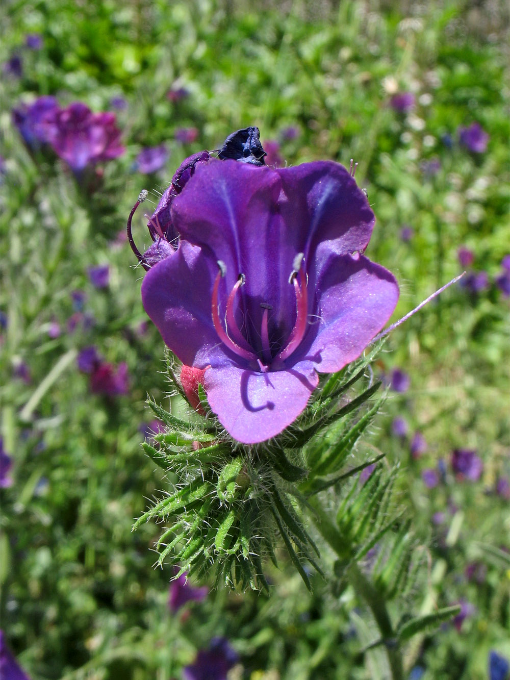 Изображение особи Echium plantagineum.