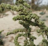 Bassia prostrata. Ветвь с плодами. Краснодарский край, Ейский р-н, на берегу Ясенского залива. 27.09.2010.