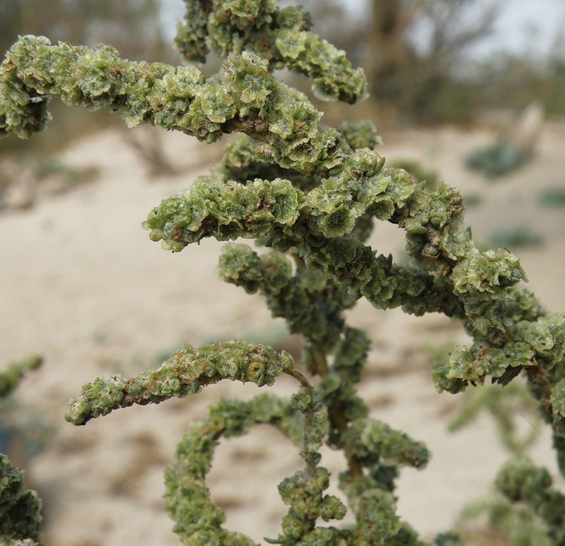 Image of Bassia prostrata specimen.