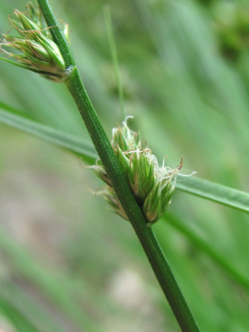 Изображение особи род Carex.